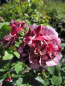 Preview: Beetrose Art Nouveau